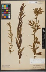 Foto von Salix triandra L. x Salix viminalis L.